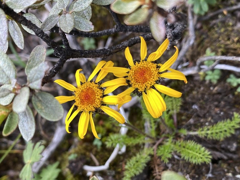 Tanacetum tatsienense