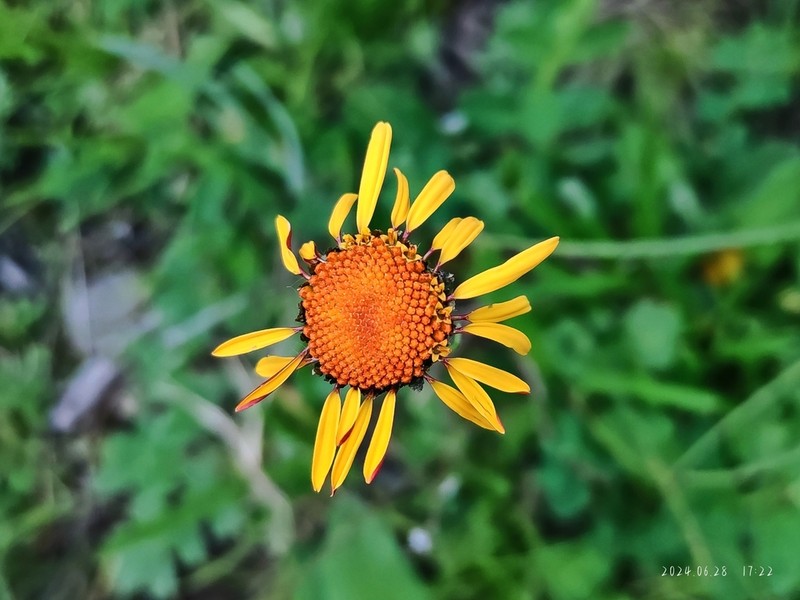 Tanacetum tatsienense photo 2