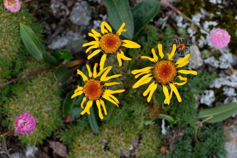 Tanacetum tatsienense photo 3