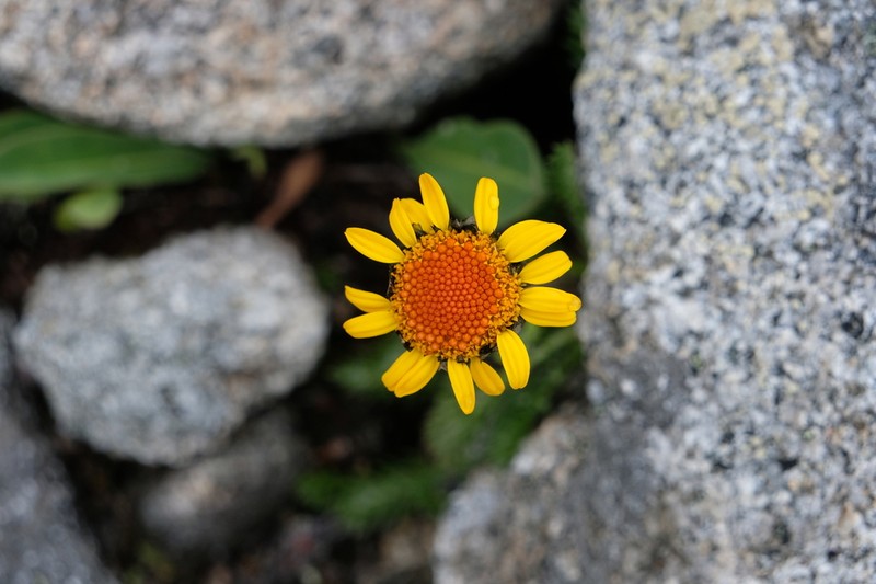Tanacetum tatsienense photo 4