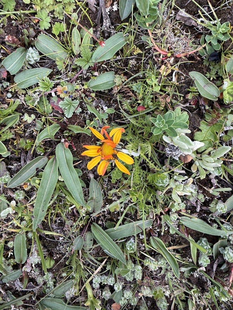Tanacetum tatsienense photo 5