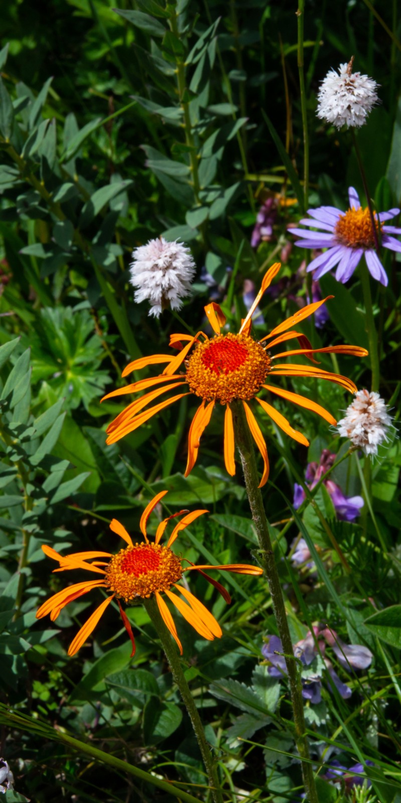 Tanacetum tatsienense photo 8