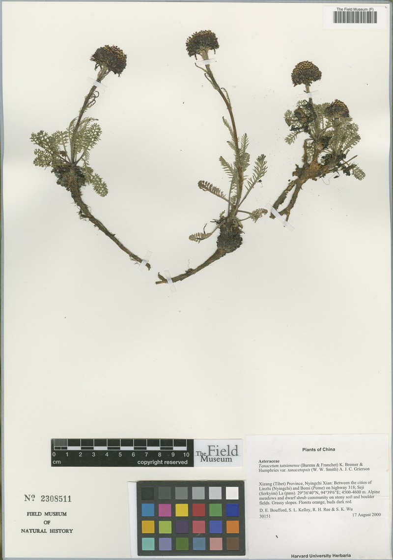 Tanacetum tatsienense var. tanacetopsis