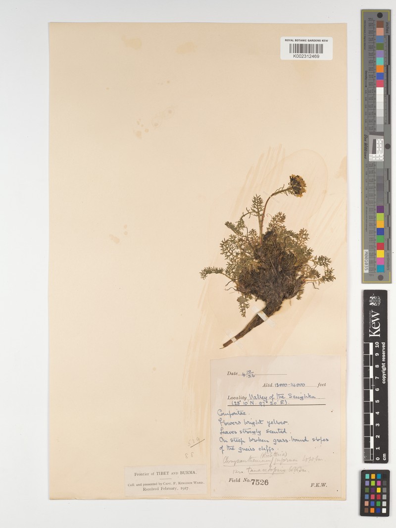 Tanacetum tatsienense var. tanacetopsis photo 2