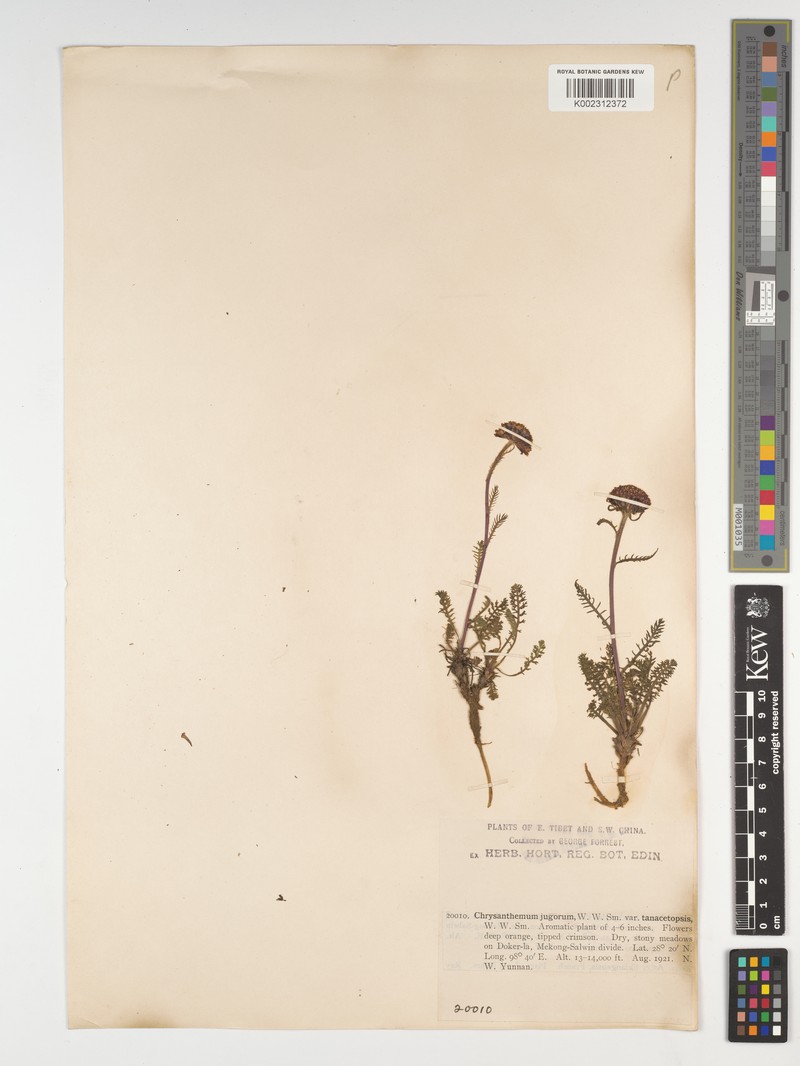 Tanacetum tatsienense var. tanacetopsis photo 3
