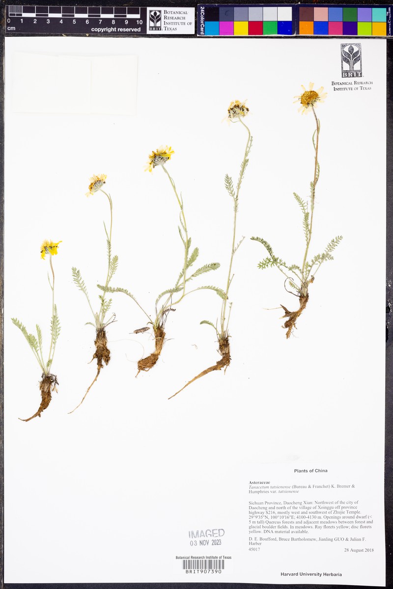 Tanacetum tatsienense var. tatsienense
