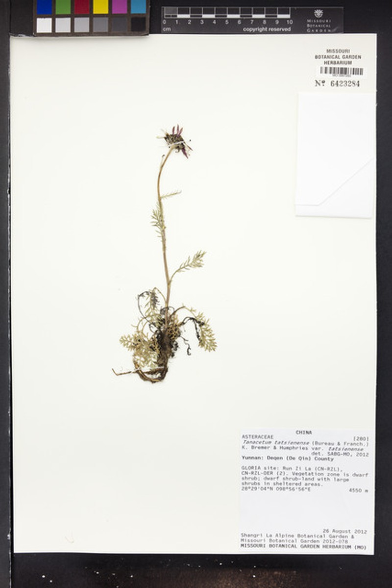 Tanacetum tatsienense var. tatsienense photo 2