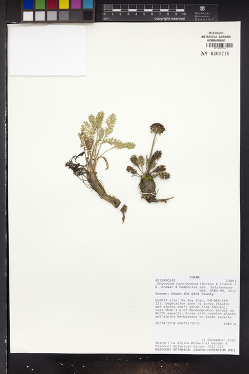 Tanacetum tatsienense var. tatsienense photo 3