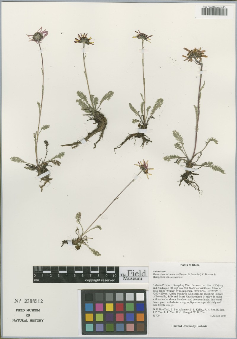 Tanacetum tatsienense var. tatsienense photo 4
