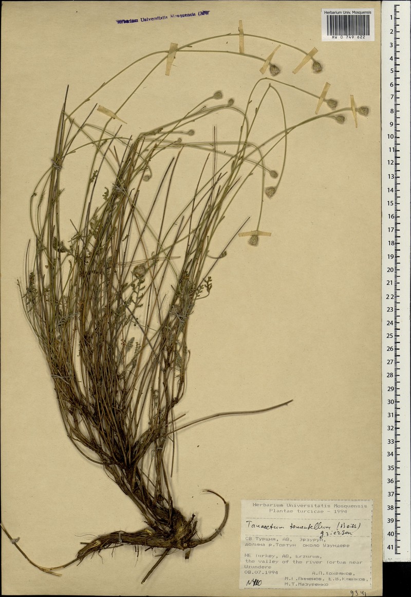 Tanacetum tomentellum