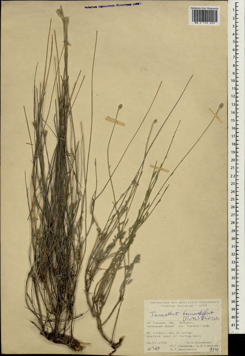 Tanacetum tomentellum photo 2
