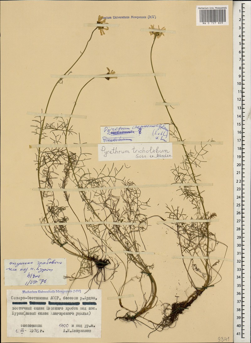 Tanacetum tricholobum