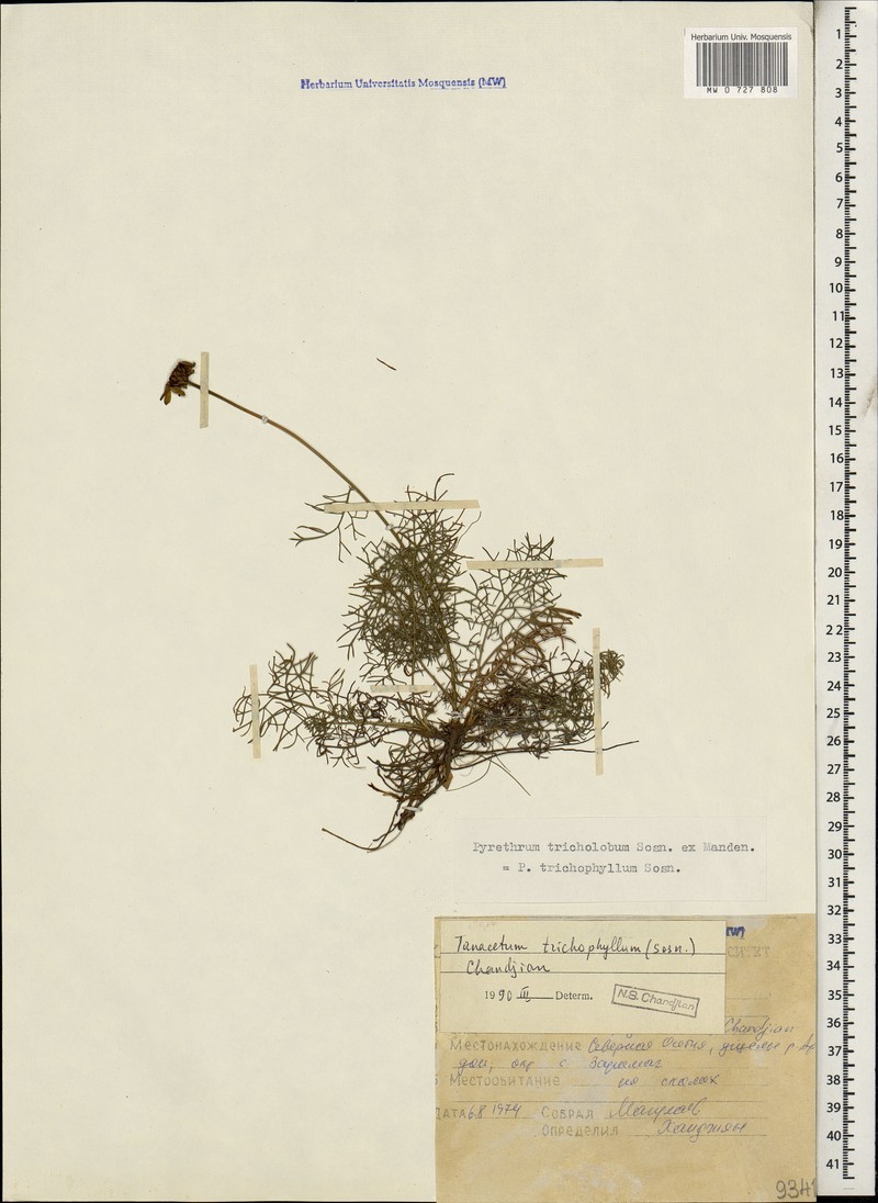 Tanacetum tricholobum photo 2
