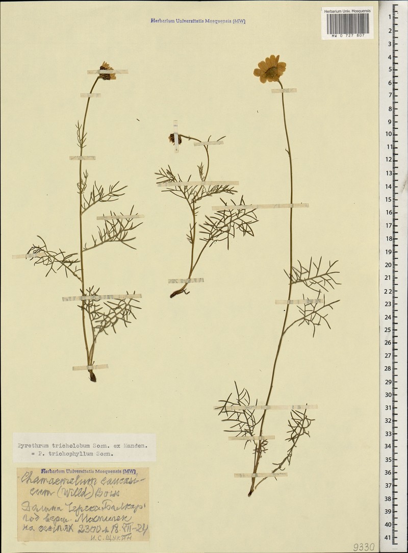 Tanacetum tricholobum photo 3