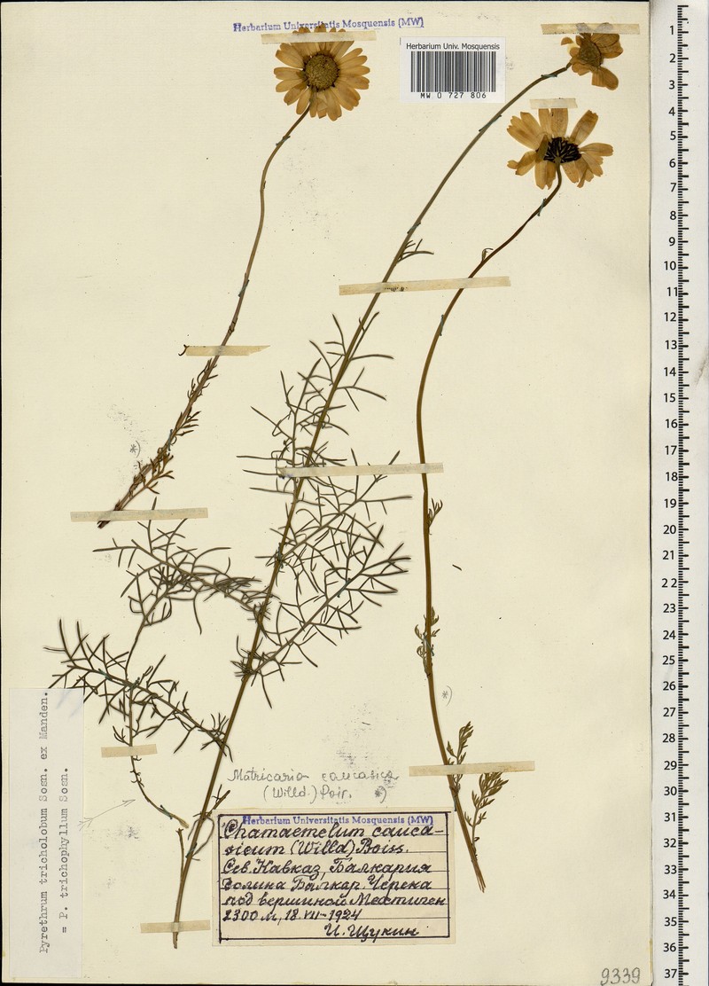 Tanacetum tricholobum photo 4