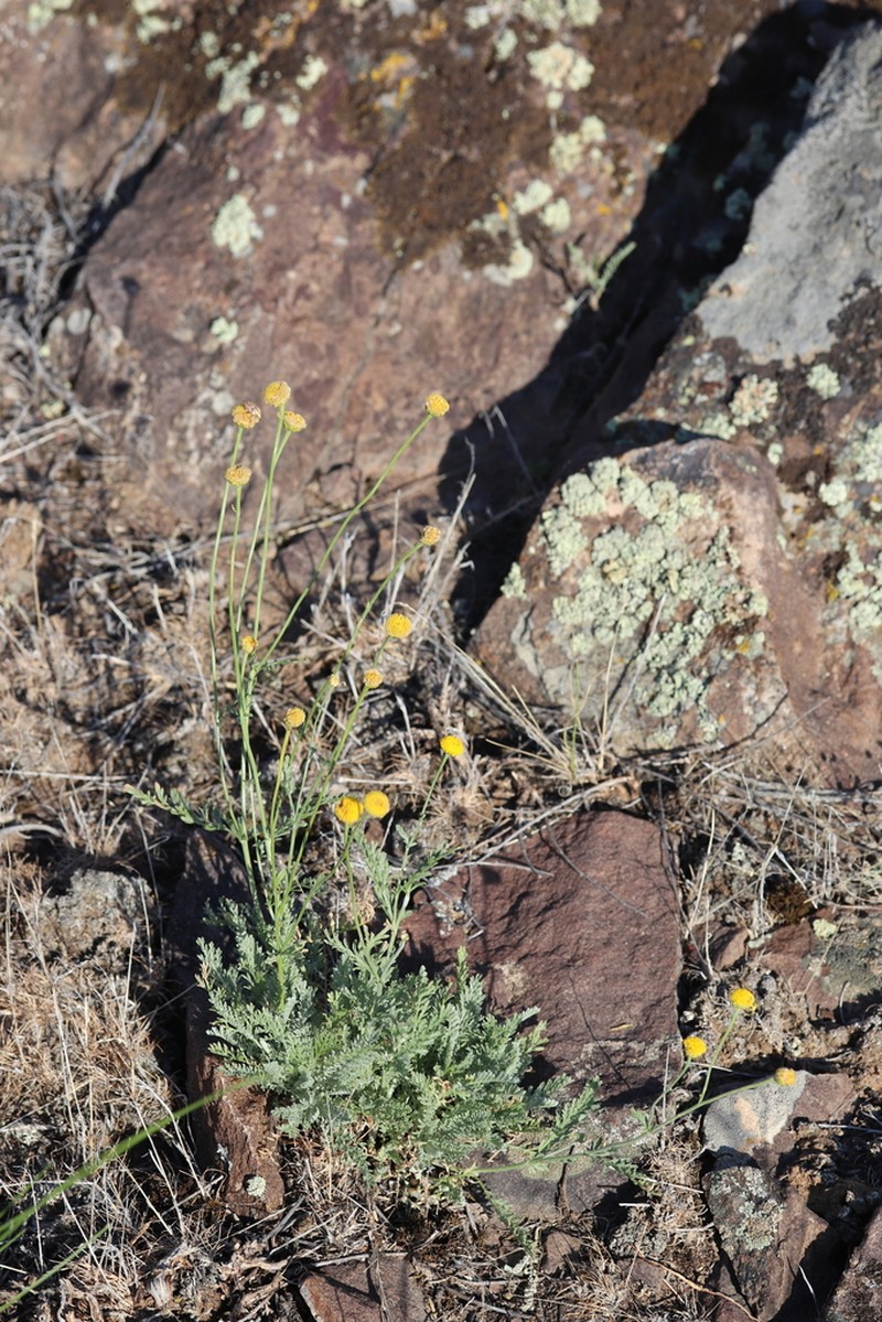Tanacetum ulutavicum