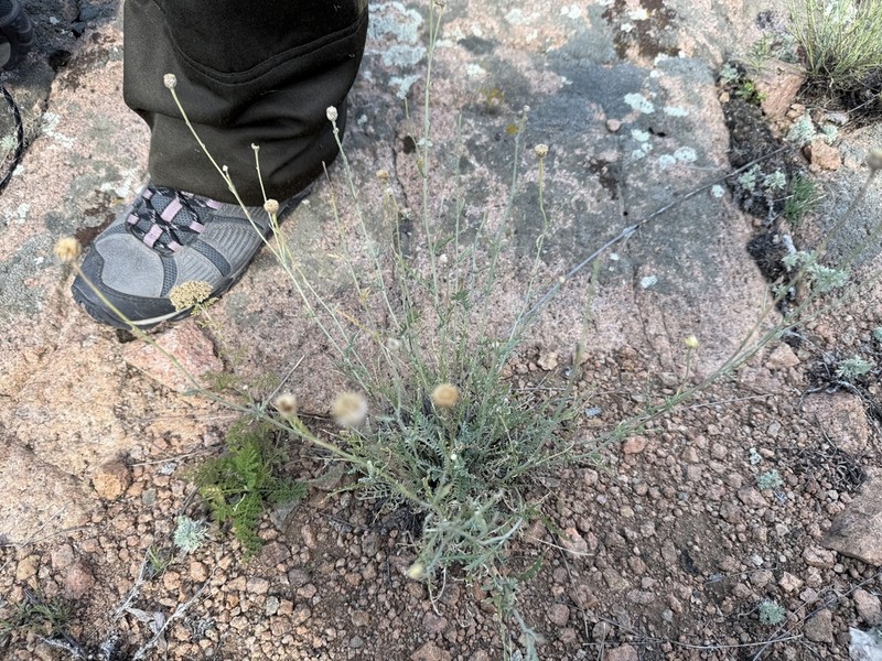 Tanacetum ulutavicum photo 3