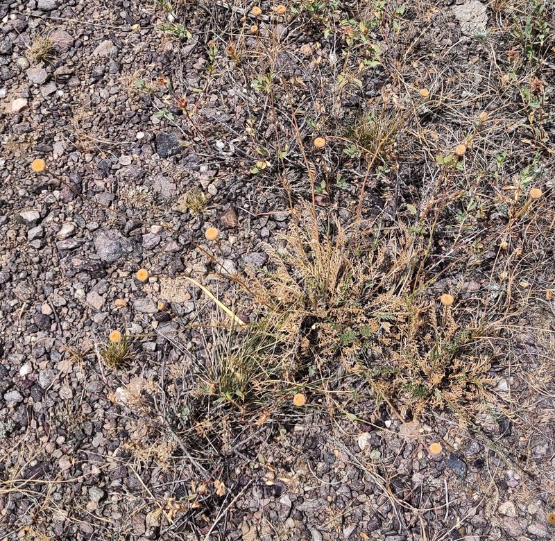 Tanacetum ulutavicum photo 4