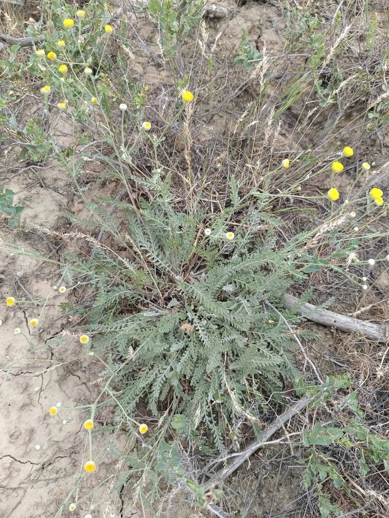 Tanacetum ulutavicum photo 6
