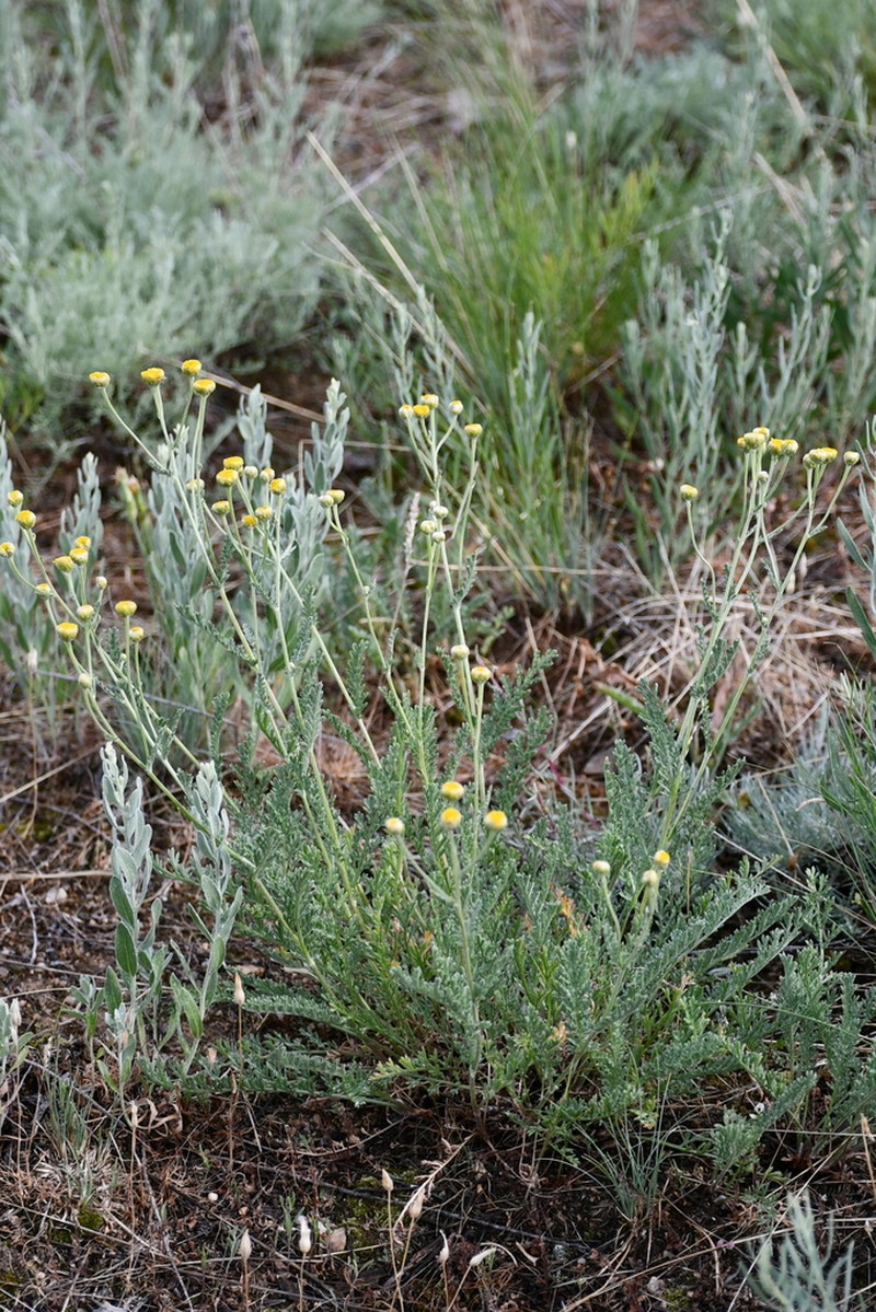 Tanacetum ulutavicum photo 7