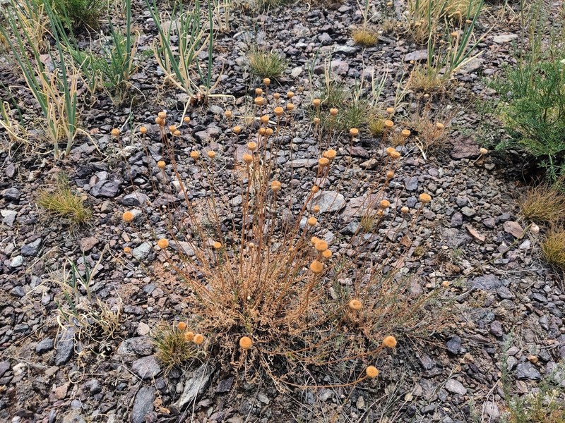 Tanacetum ulutavicum photo 8