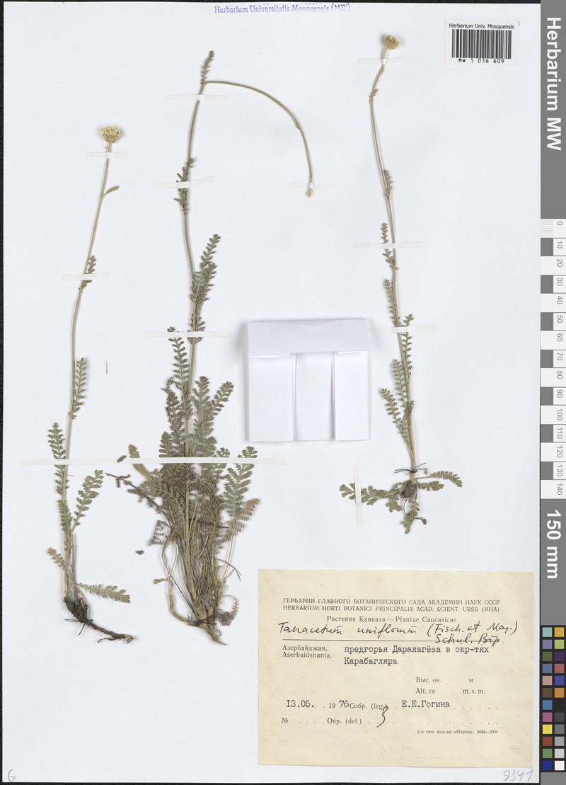 Tanacetum uniflorum