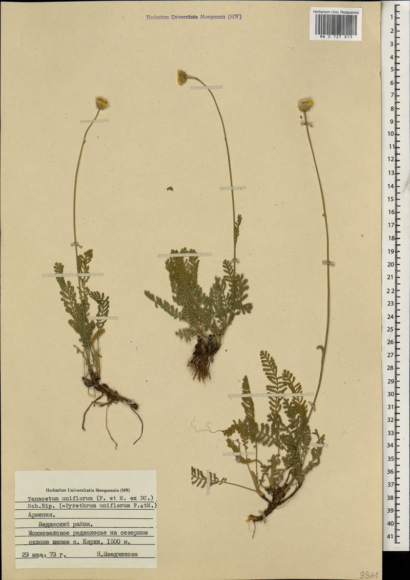 Tanacetum uniflorum photo 2