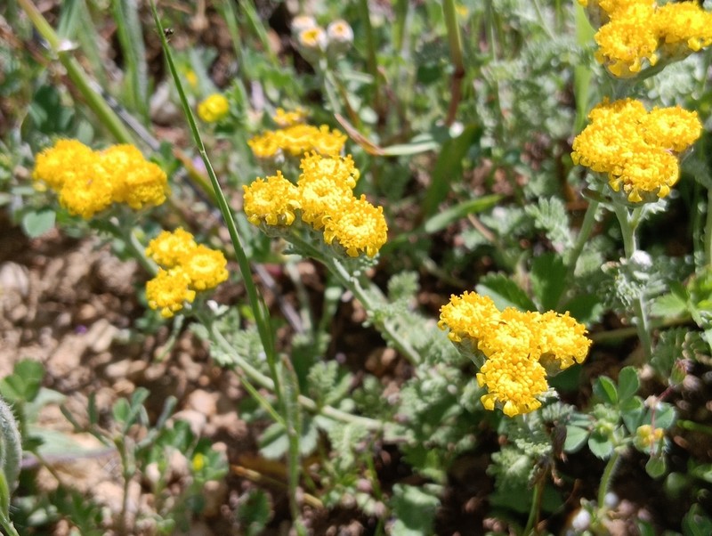 Tanacetum vahlii