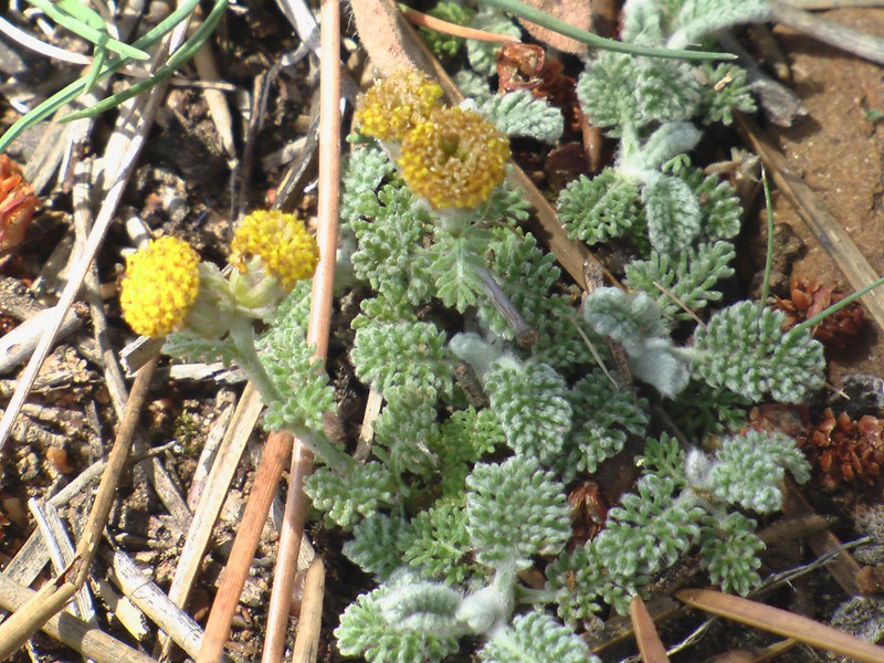 Tanacetum vahlii photo 2