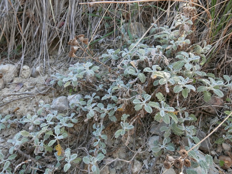 Tanacetum vahlii photo 3
