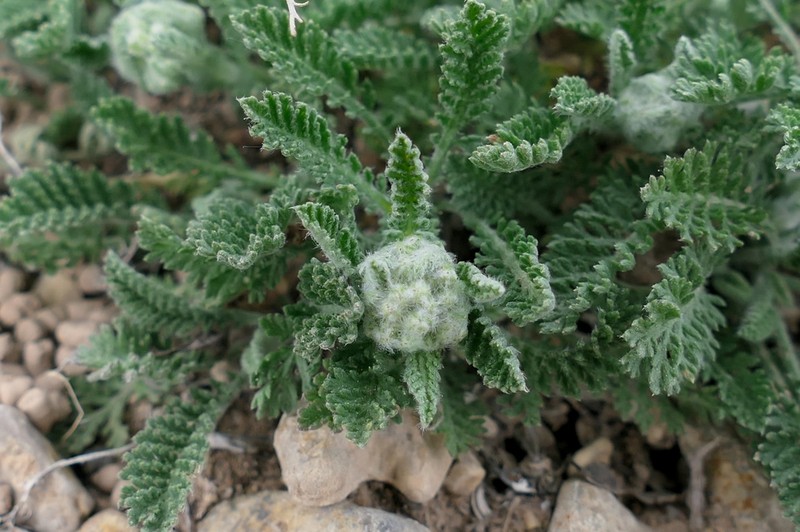 Tanacetum vahlii photo 4