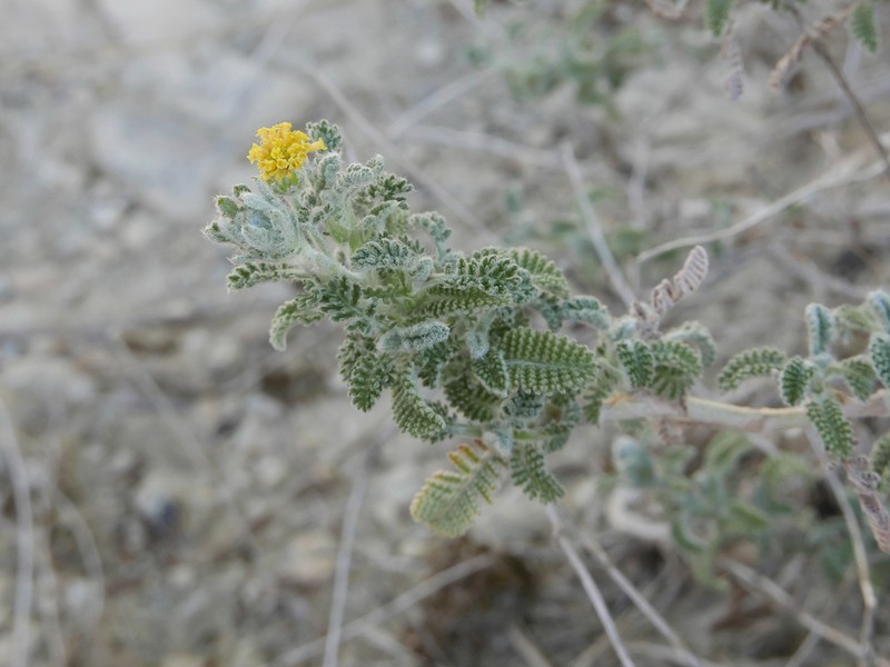 Tanacetum vahlii photo 5