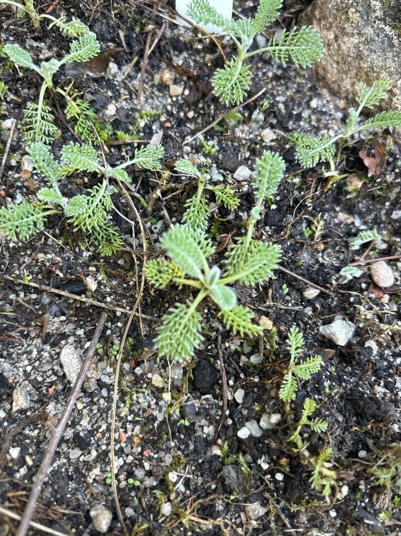 Tanacetum vahlii photo 6
