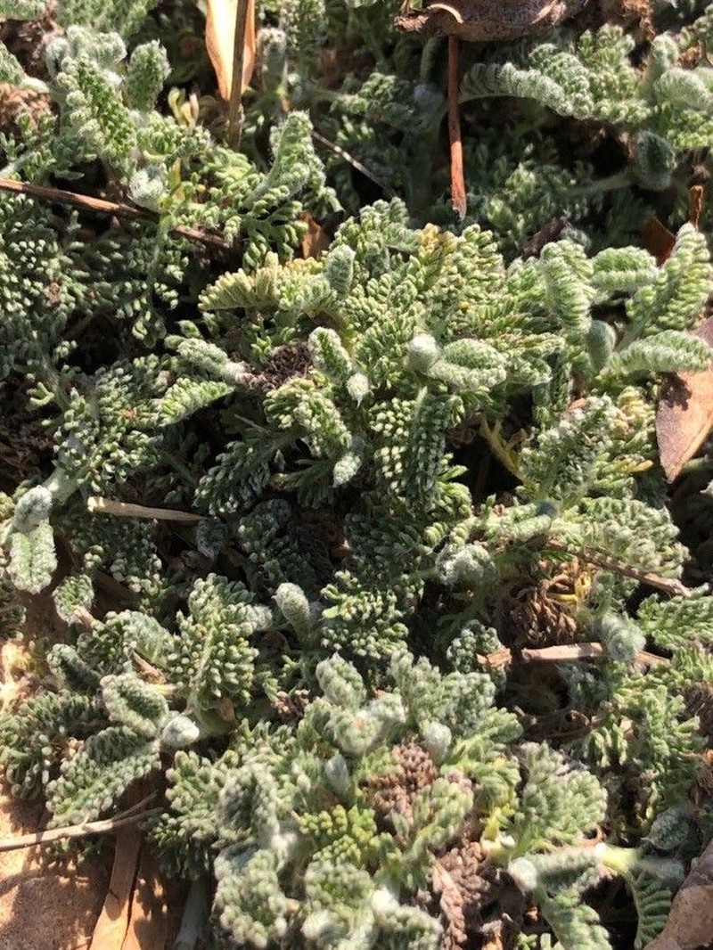Tanacetum vahlii photo 7