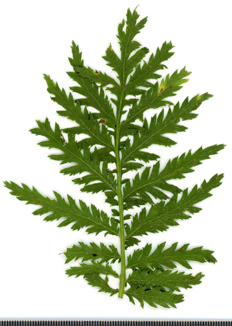 Common Tansy photo 2