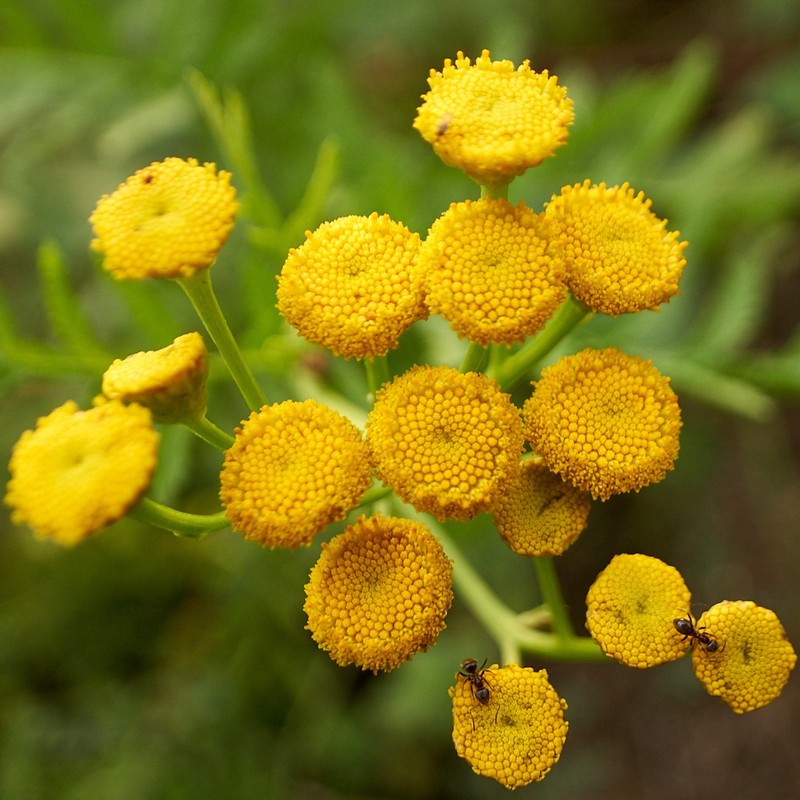 Common Tansy photo 3
