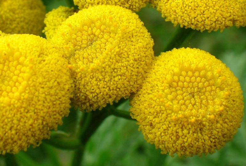 Common Tansy photo 4