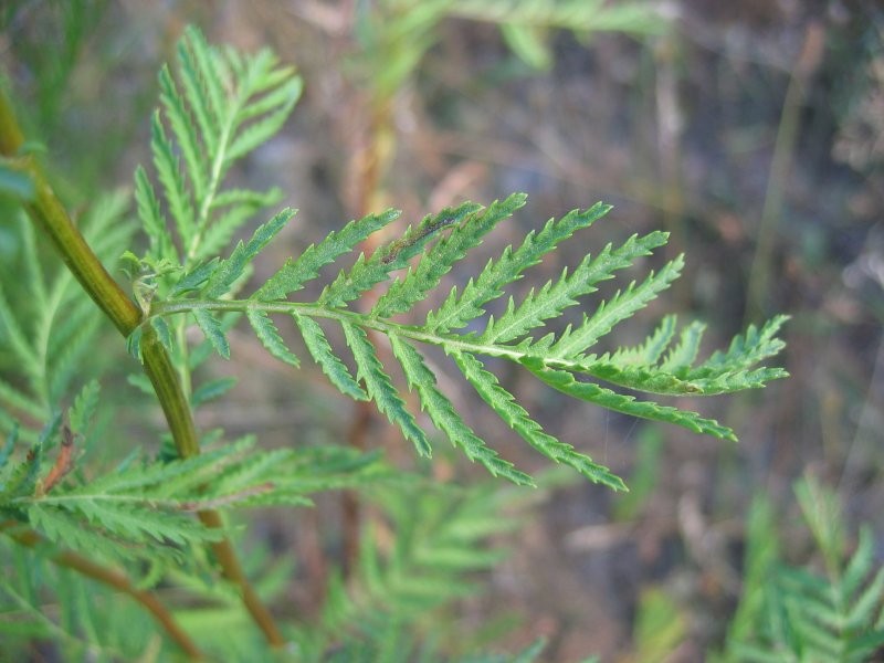 Common Tansy photo 5