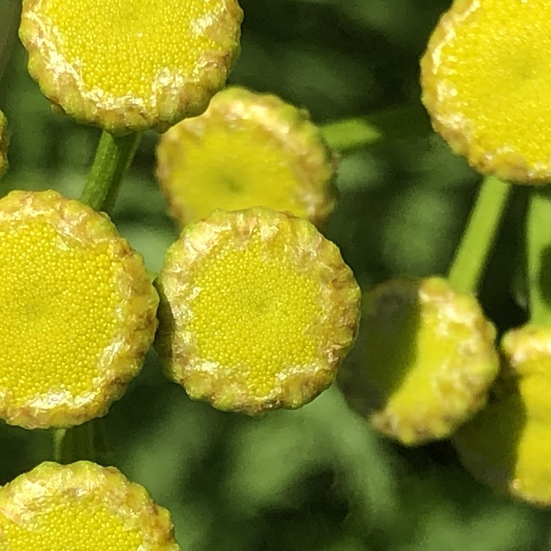 Common Tansy photo 6