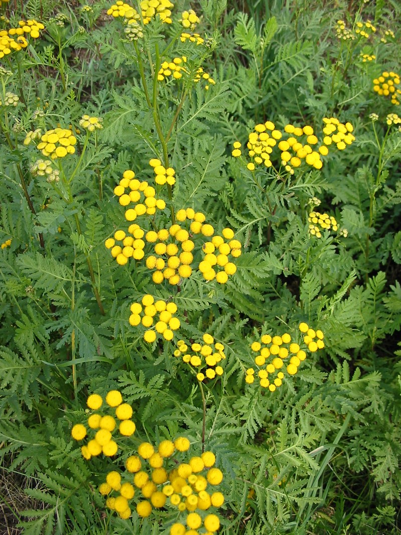 Common Tansy photo 7