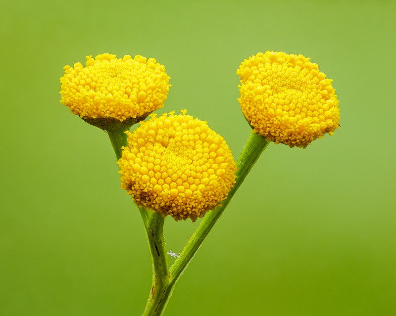 Common Tansy photo 8