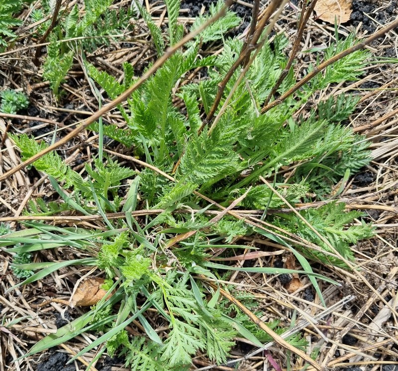 Tanacetum vulgare subsp. siculum