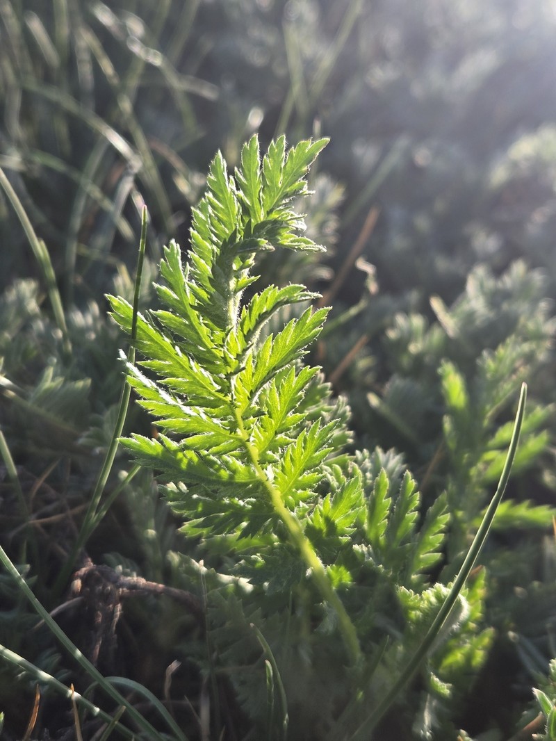 Tanacetum vulgare subsp. siculum photo 2