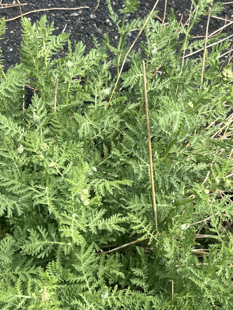 Tanacetum vulgare subsp. siculum photo 3