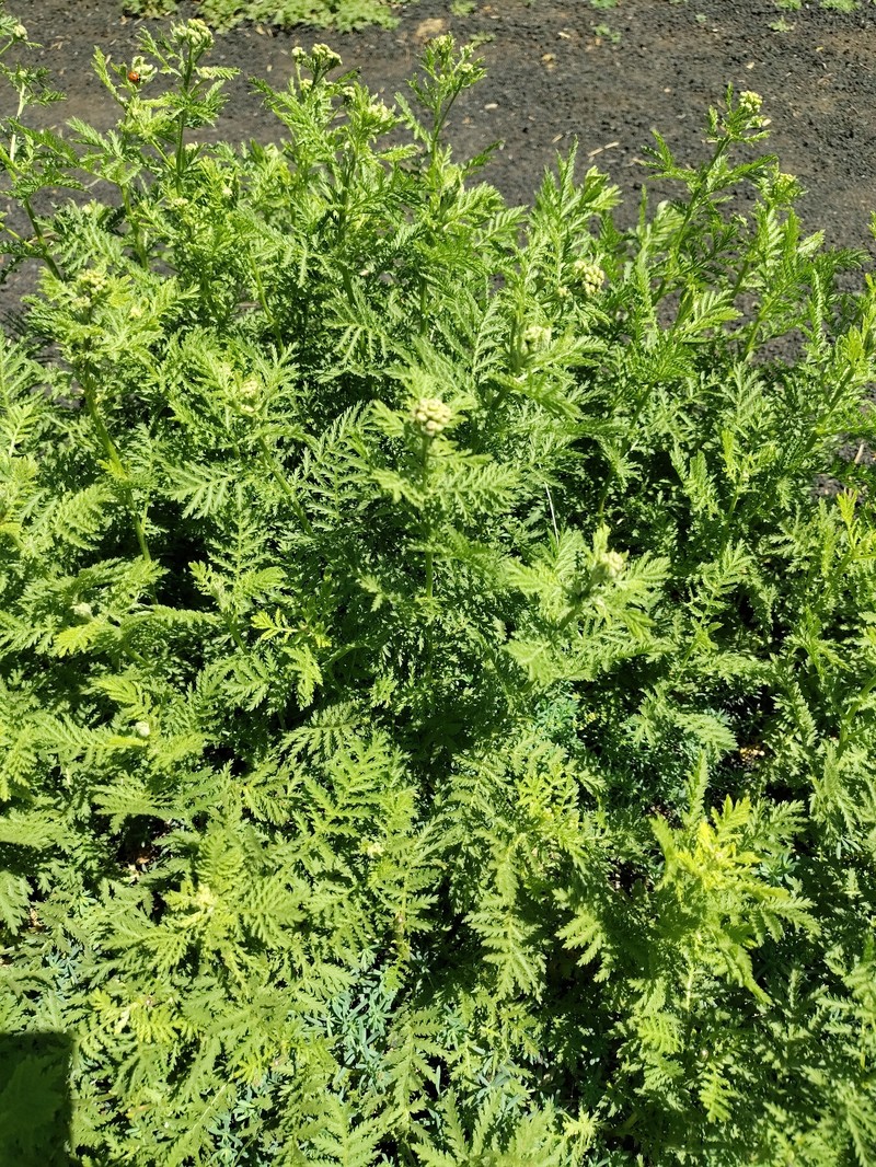 Tanacetum vulgare subsp. siculum photo 4