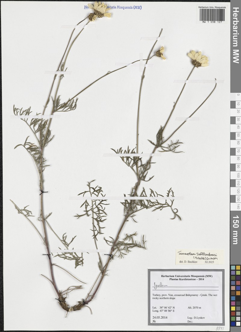 Tanacetum zahlbruckneri photo 2