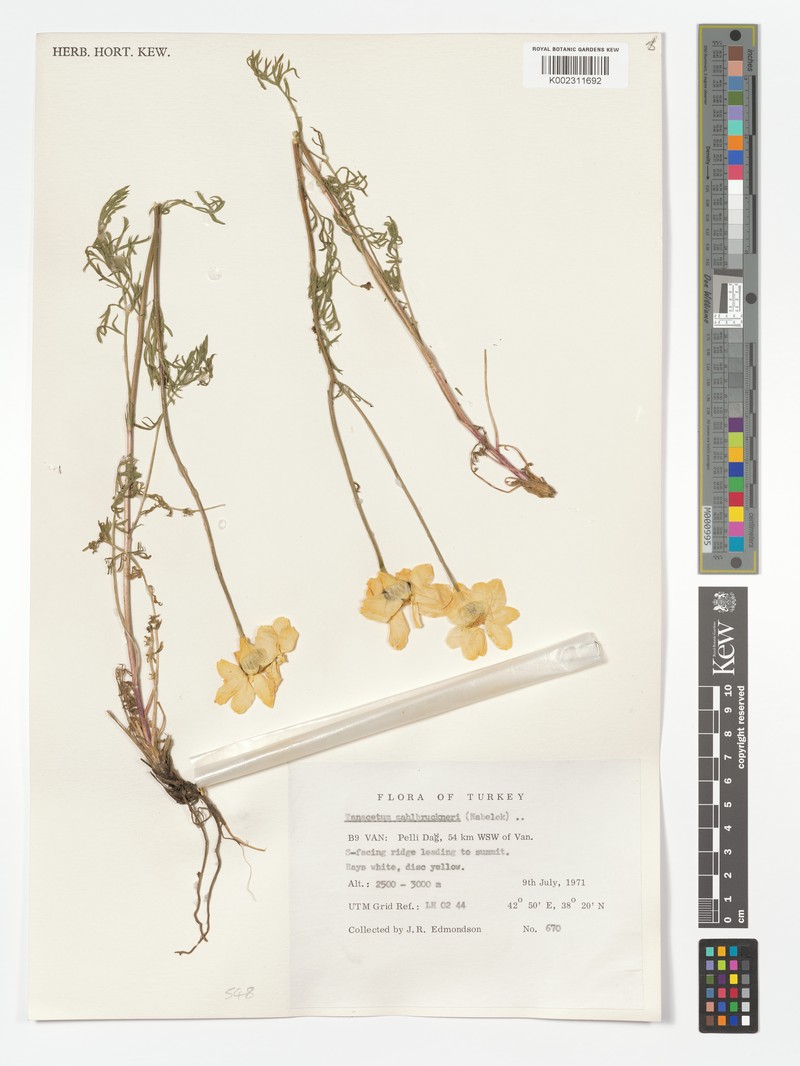 Tanacetum zahlbruckneri photo 3