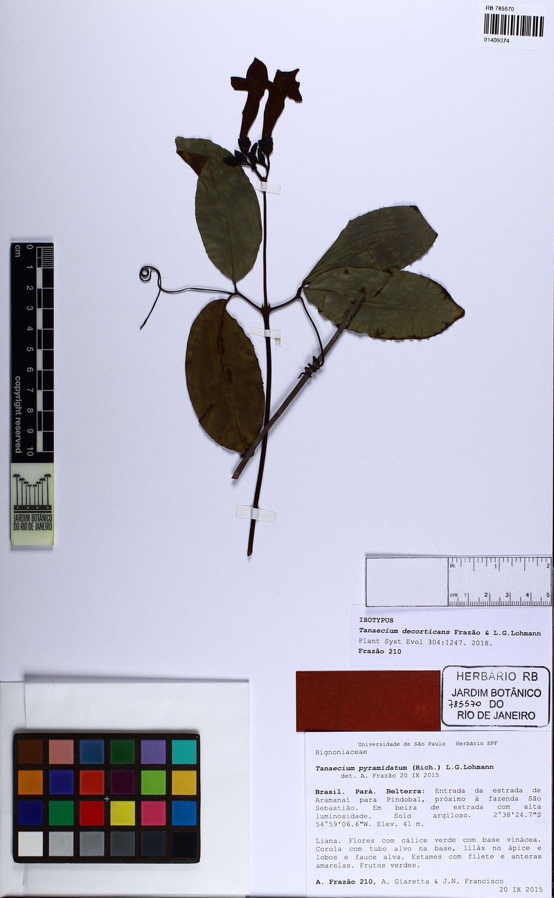 Tanaecium decorticans