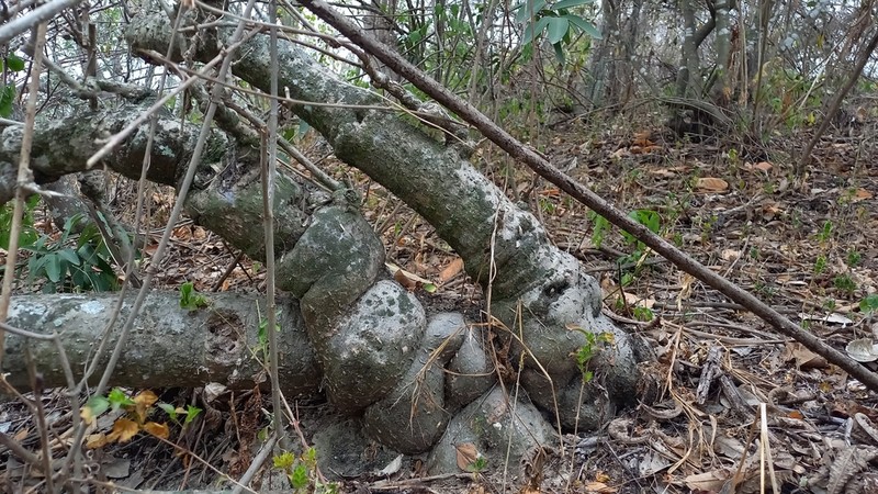 Tanaecium dichotomum
