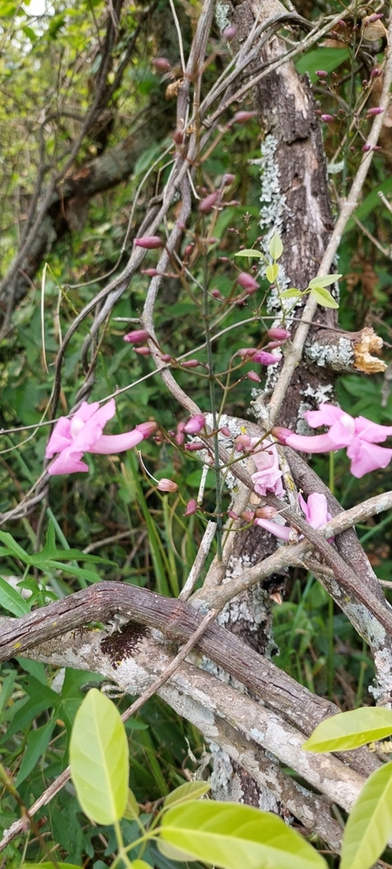 Tanaecium dichotomum photo 2